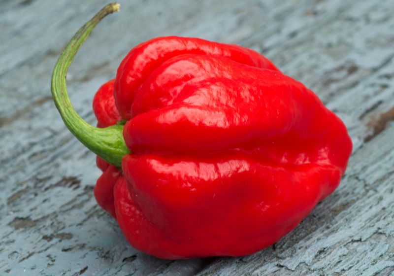 Carolina Reaper: conheça a pimenta mais ardida do mundo